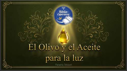 El Olivo y el Aceite para la luz